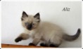 /album/aliz/aliz-9-hetes-002-jpg/